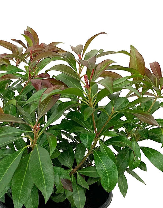 Pieris j. 'Katsura' 1 Gallon - The Garden Corner