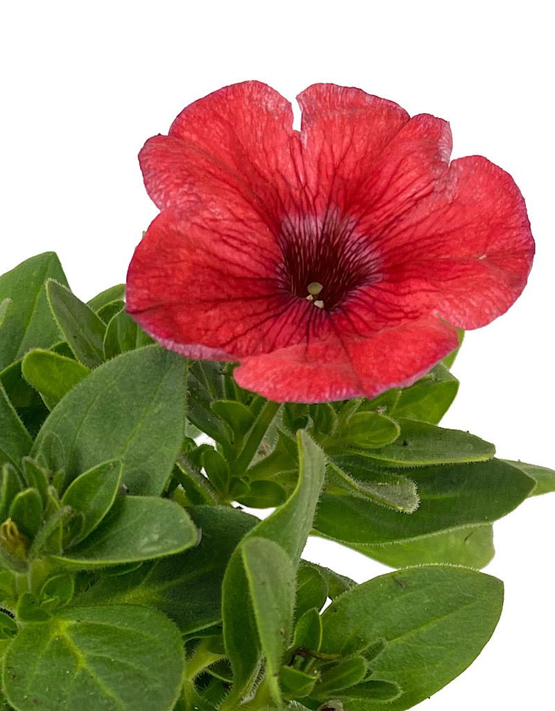 Petunia 'Salmon Red Vein' 4 Inch - The Garden Corner