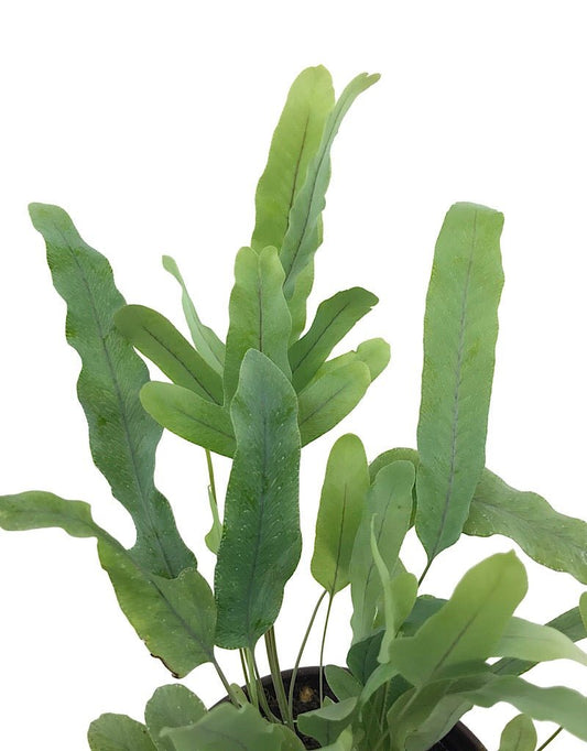 Polypodium pseudo - aureum 'Virginia Blue' - 4 inch - The Garden Corner