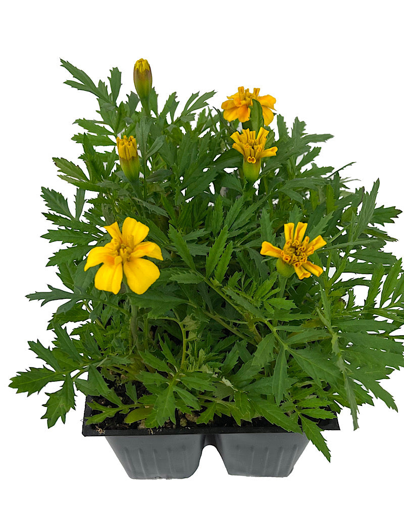 Marigold 'Bonanza Gold' Jumbo Traypack