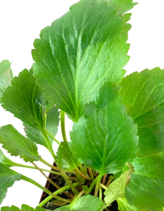 Mukgenia Nova® 'Flame' - The Garden Corner