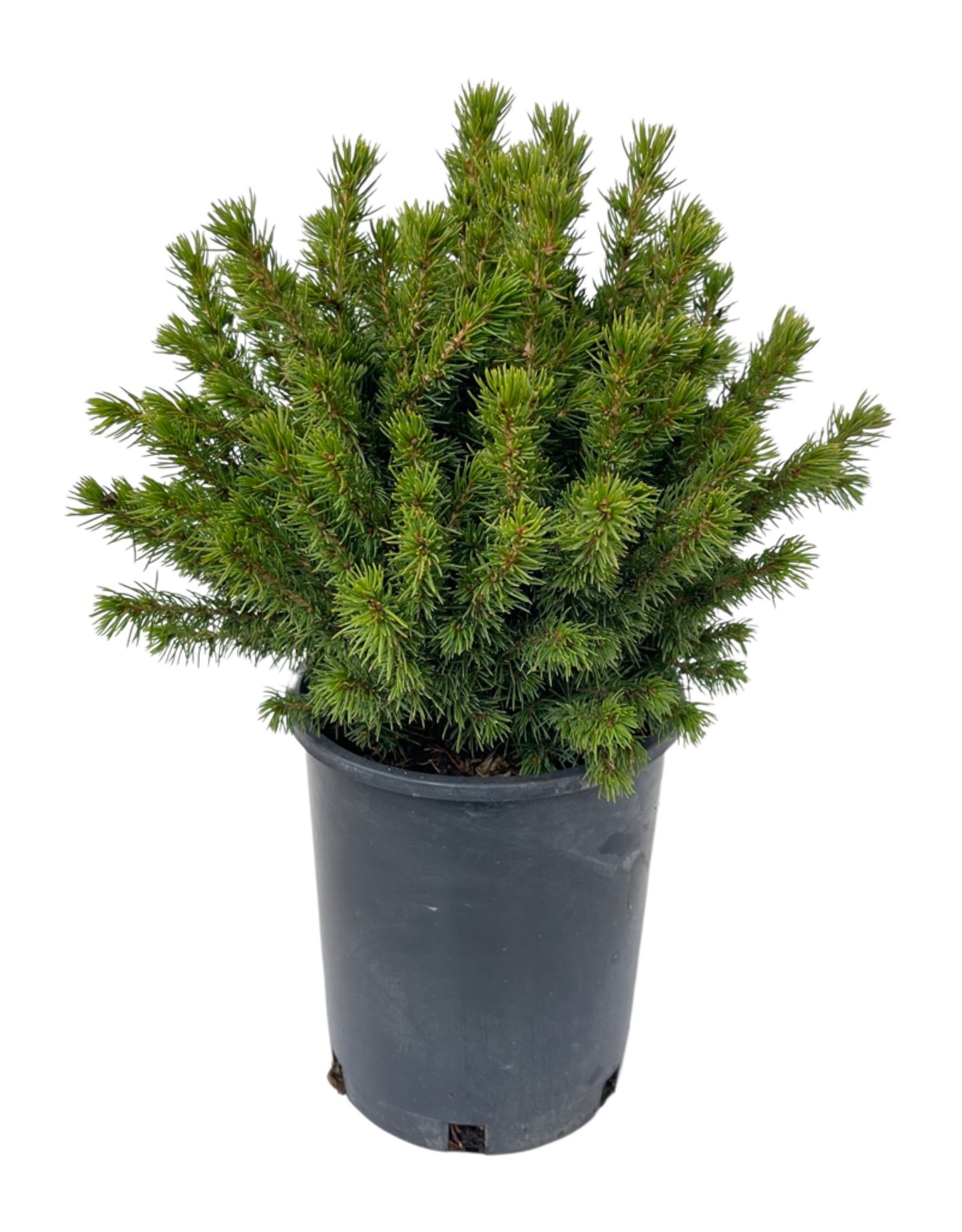 Picea glauca 'Humpty Dumpty' - The Garden Corner