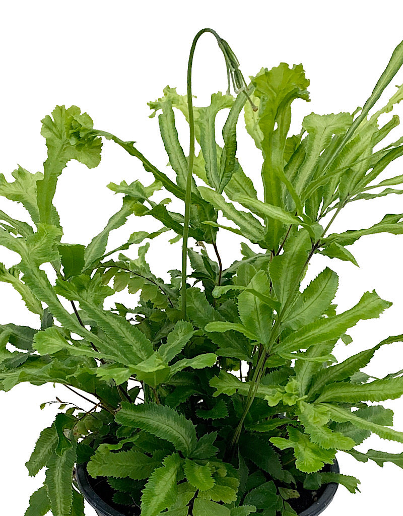 Pteris cretica 'Mayii'