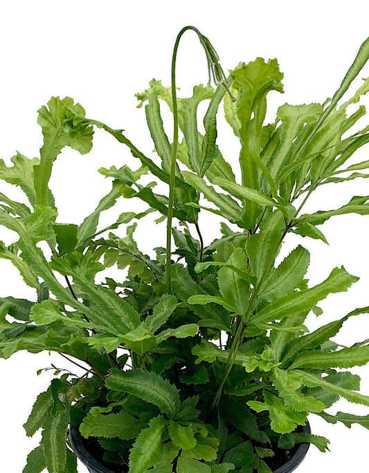 Pteris cretica 'Mayii' - The Garden Corner