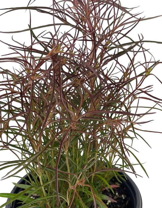 Lysimachia lanceolata 'Burgundy Mist' 1 Gallon - The Garden Corner