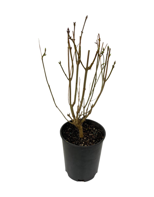 Syringa v. 'Ludwig Spaeth' 1 Gallon - The Garden Corner