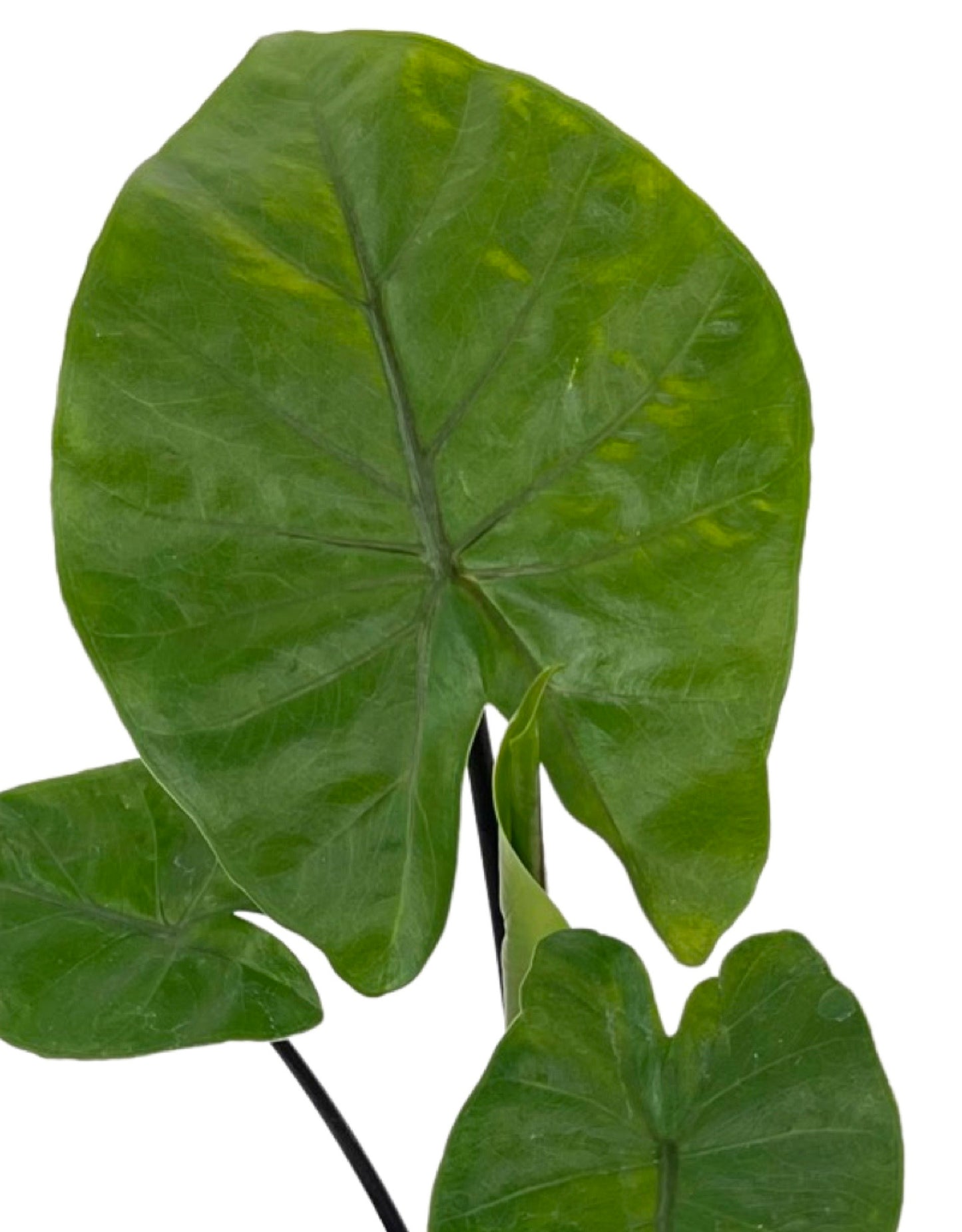 Alocasia 'Dark Star' Quart - The Garden Corner