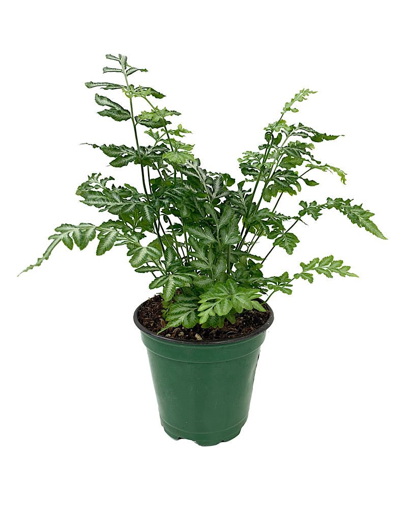 Pteris ensiformis 'Evergemiensis' - House Plants