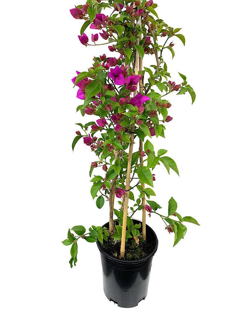 Bougainvilla 'Moneth' - The Garden Corner