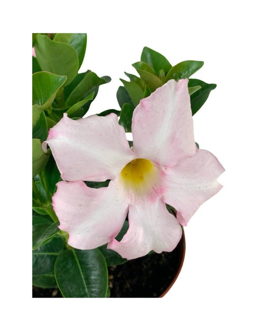 Mandevilla 'Pink' Quart - The Garden Corner