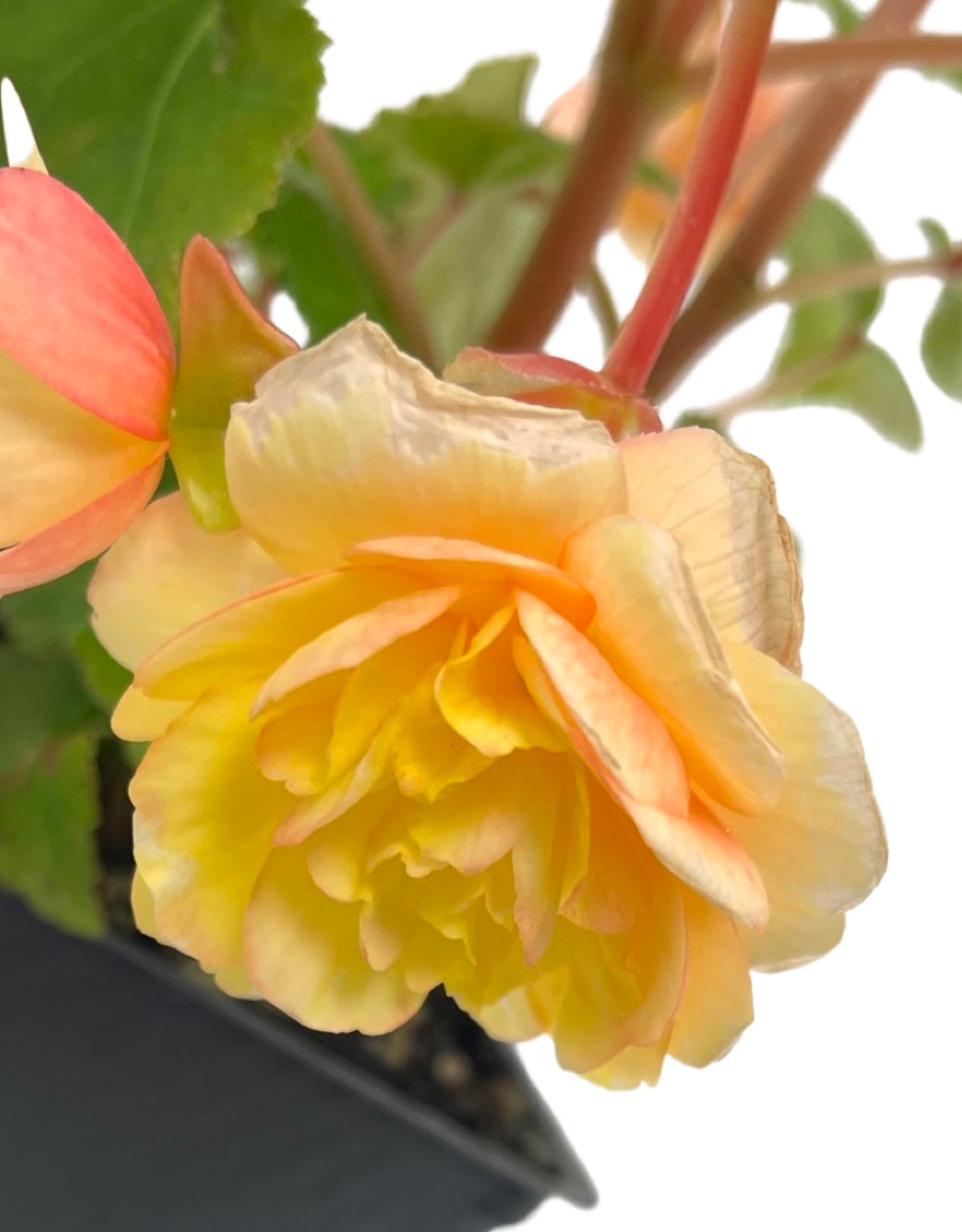 Begonia 'Compact Double Apricot' 4 Inch - The Garden Corner