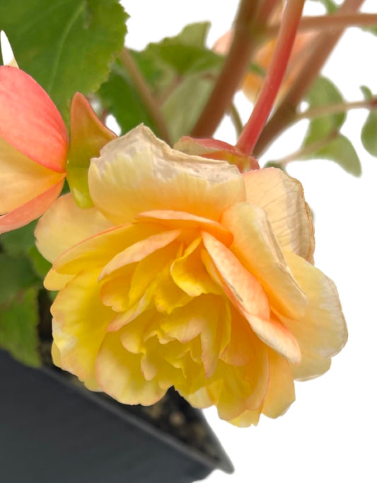 Begonia 'Compact Double Apricot' 4 Inch - The Garden Corner