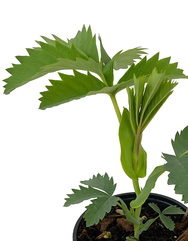 Melianthus major 'Antonow's Blue' Quart