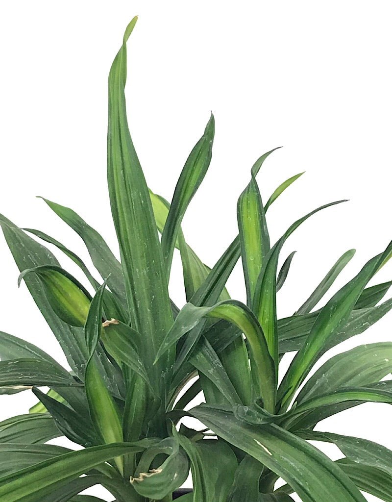 Dracaena 'Rikki' 6 inch - The Garden Corner
