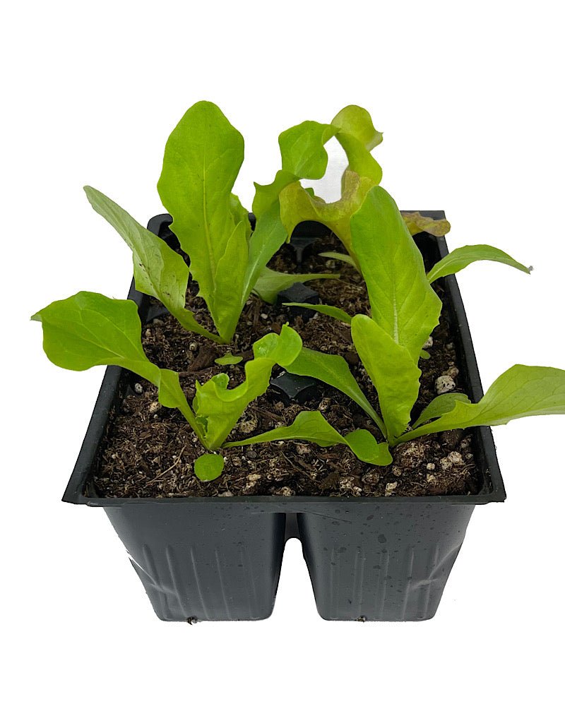 Lettuce 'Salad Bowl Mix' - The Garden Corner