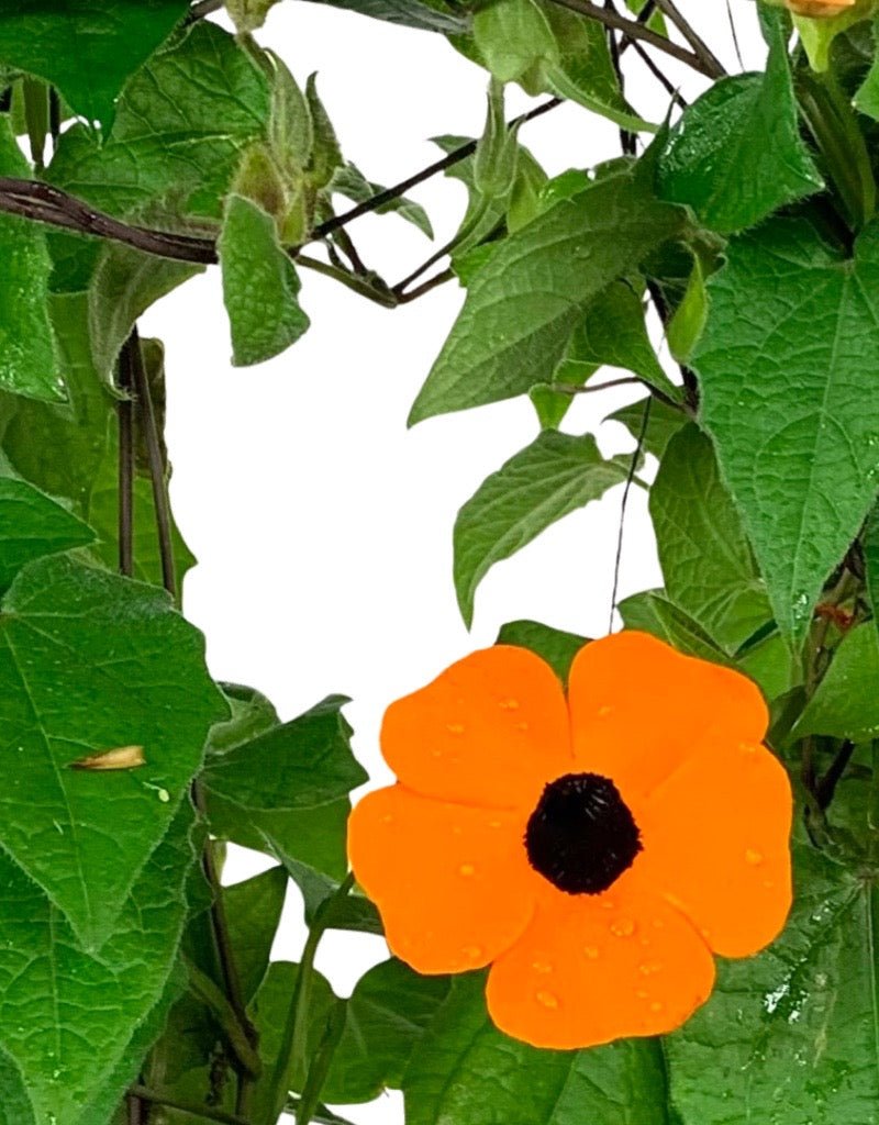 Thunbergia alata 'Orange Wonder - The Garden Corner