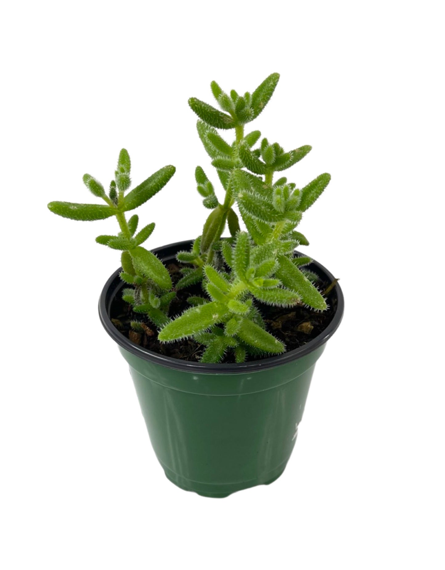 Delosperma Echinatum 'Pickle' 4 Inch - The Garden Corner