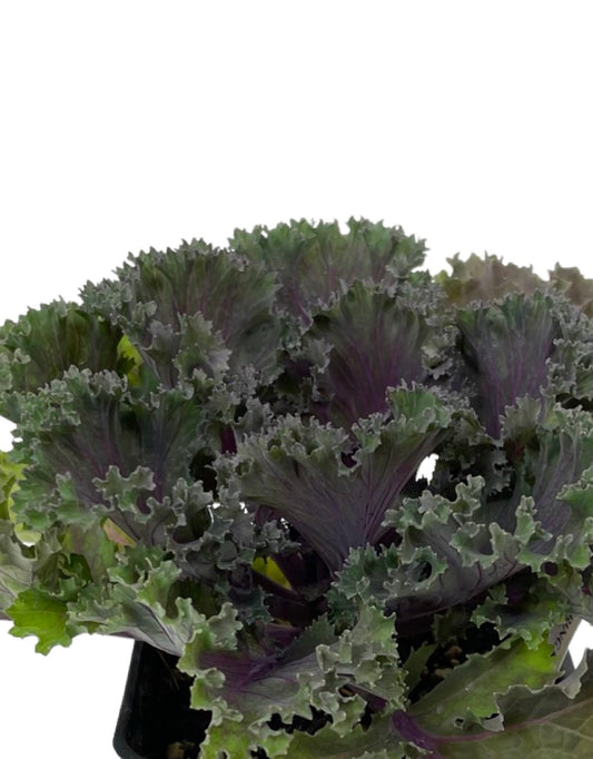 Kale 'Kamome Red' 4 Inch - The Garden Corner