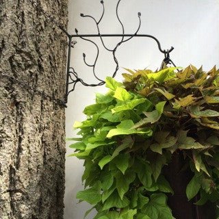 house hugger plants Tree Hugger Bracket