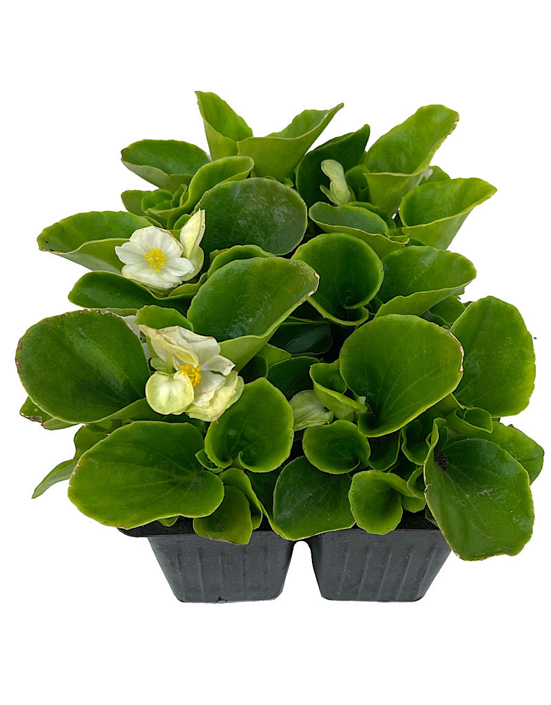 Begonia 'Ambassador White'