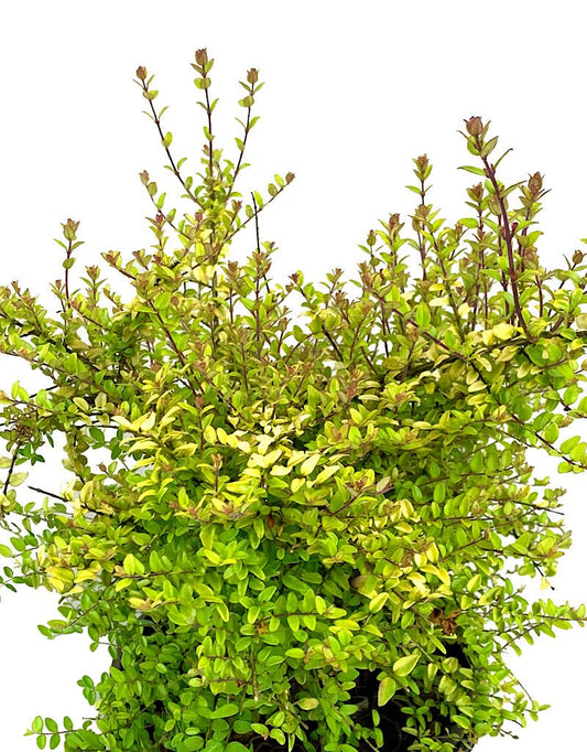 Lonicera nitida 'Baggeson's Gold' 1 Gallon - The Garden Corner