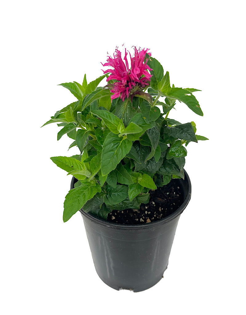 Monarda 'Cranberry Lace 1 Gallon