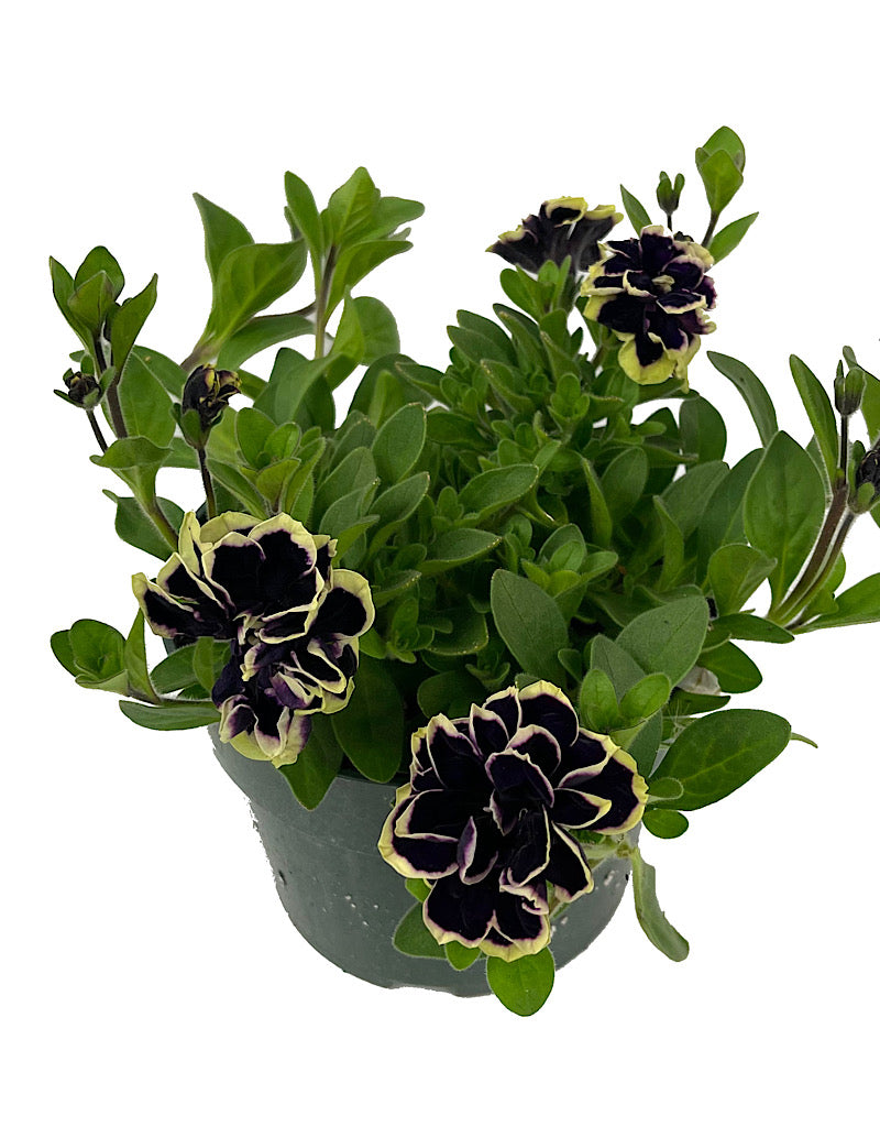Petunia 'Midnight Gold'