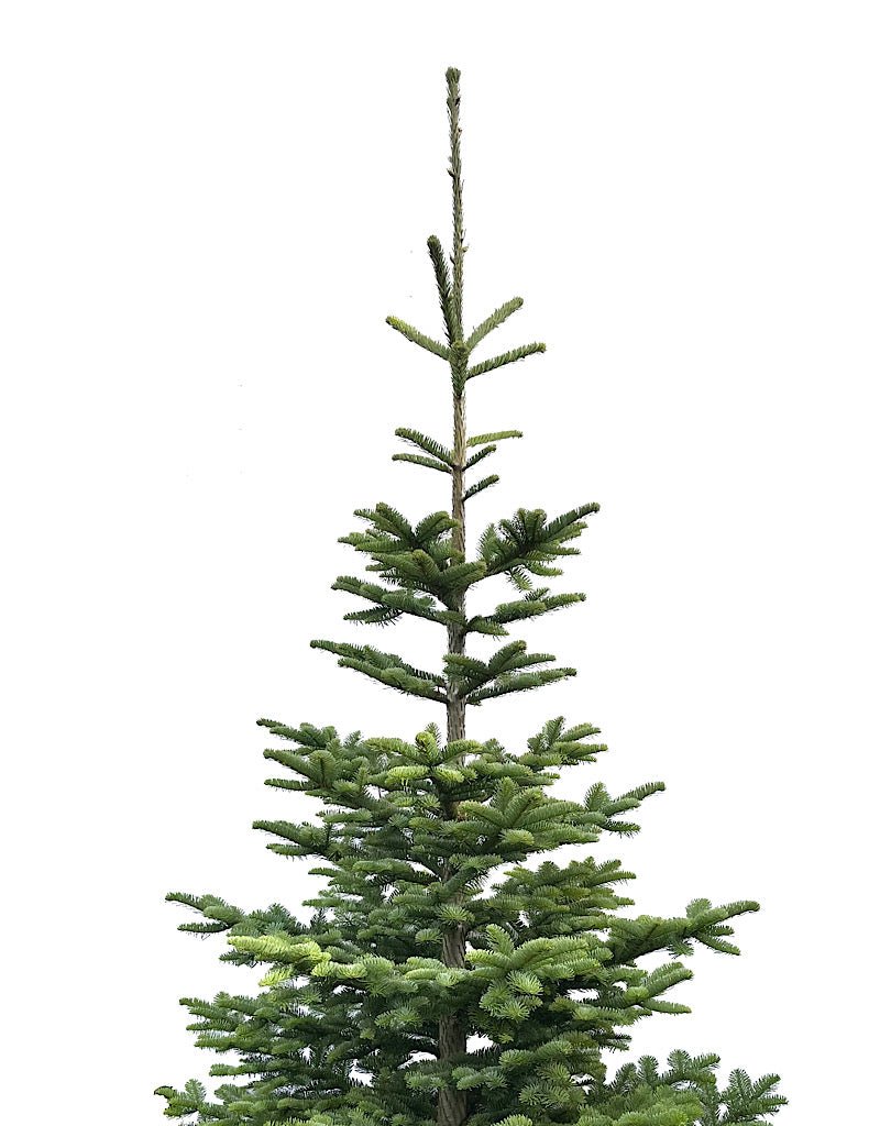 Natural Christmas Tree - The Garden Corner