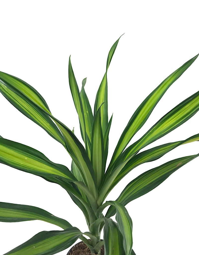 Dracaena 'Rikki' 4 inch - The Garden Corner