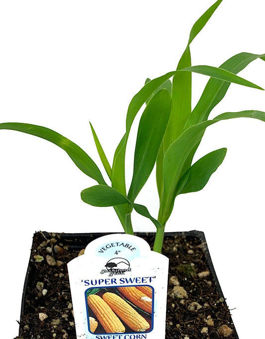 Corn 'Yellow Supersweet' 4 Inch - The Garden Corner