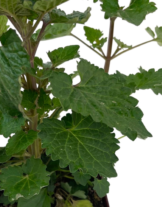 Agastache 'Blue Boa' Quart - The Garden Corner