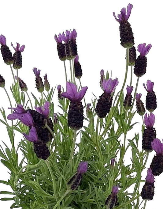 Lavandula stoechas 'Anouk Supreme' 1 Gallon - The Garden Corner