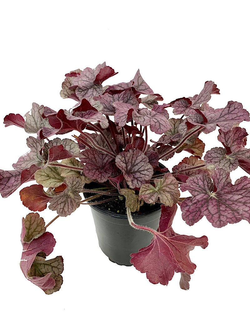 Heuchera 'Northern Exposure Silver' 1 gal