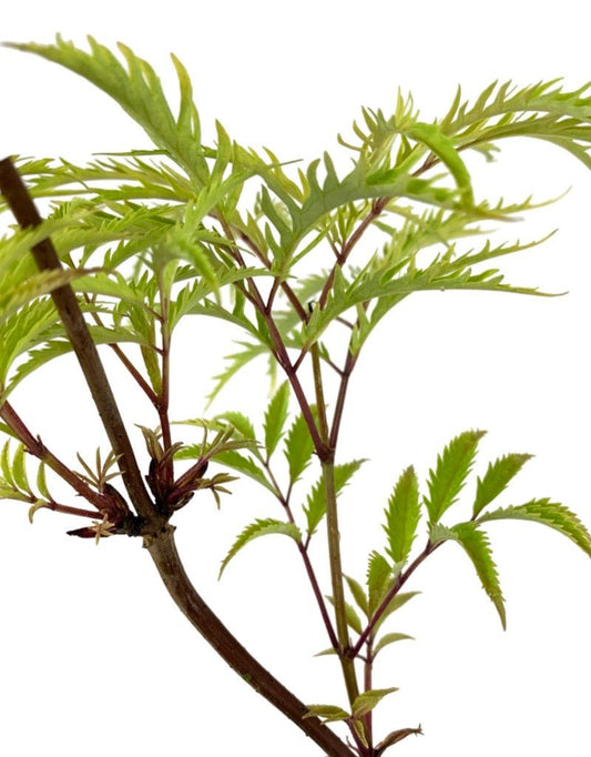 Sambucus nigra 'Welsh Gold' - The Garden Corner