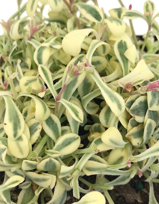 Silene uniflora 'Druetts Variegated' - The Garden Corner