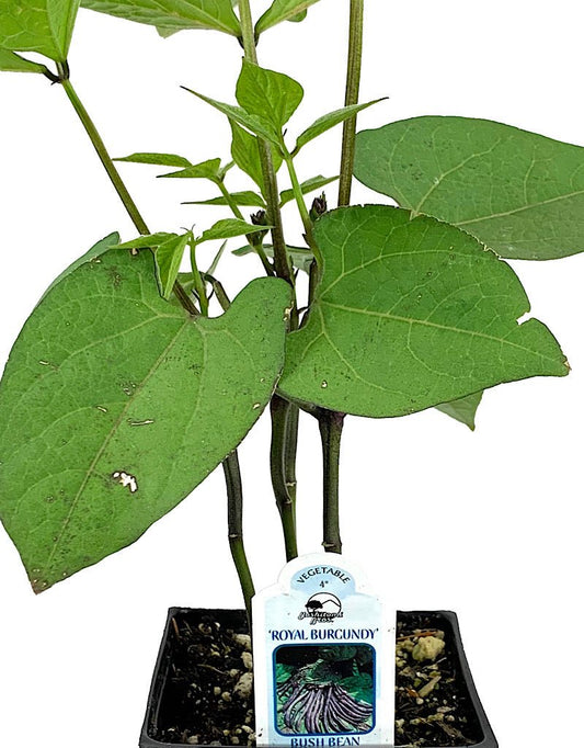 Bush Bean 'Royalty Purple' 4 inch - The Garden Corner