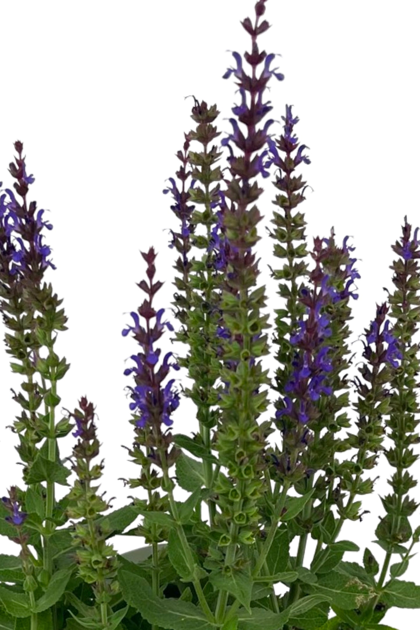 Salvia sylvestris 'Little Night'