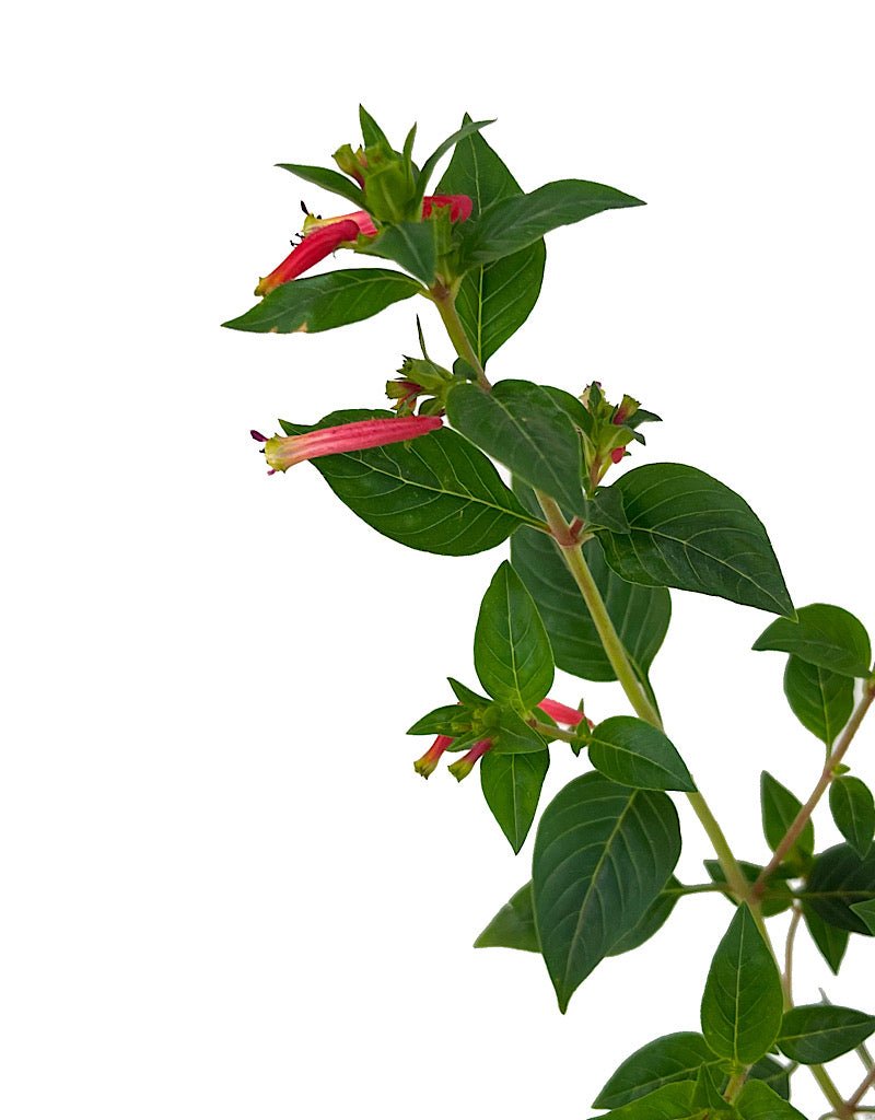 Cuphea 'Honeybells' - The Garden Corner