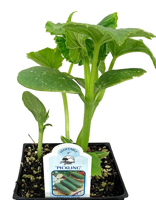 Cucumber 'Pickling' - The Garden Corner