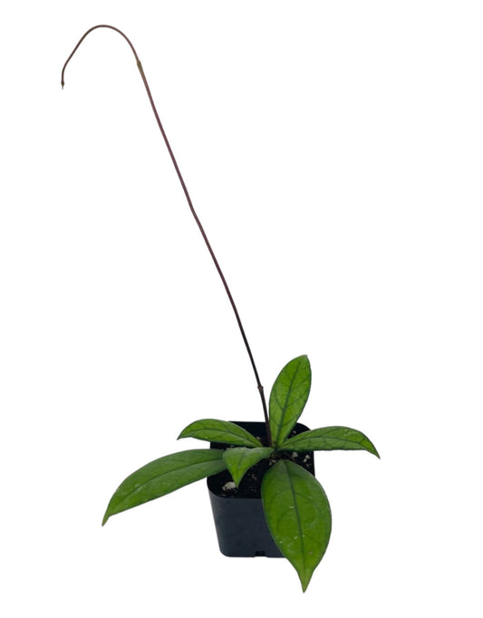 Hoya crassipetiolata 2 Inch - The Garden Corner