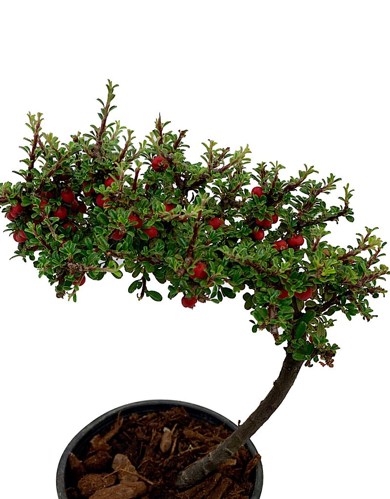 Cotoneaster m. 'Thymifolius' Bonsai 4 inch