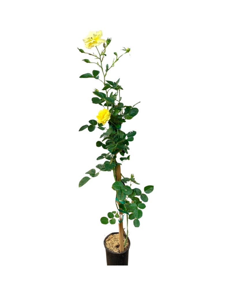 Rosa 'Golden Showers' - Shrubs