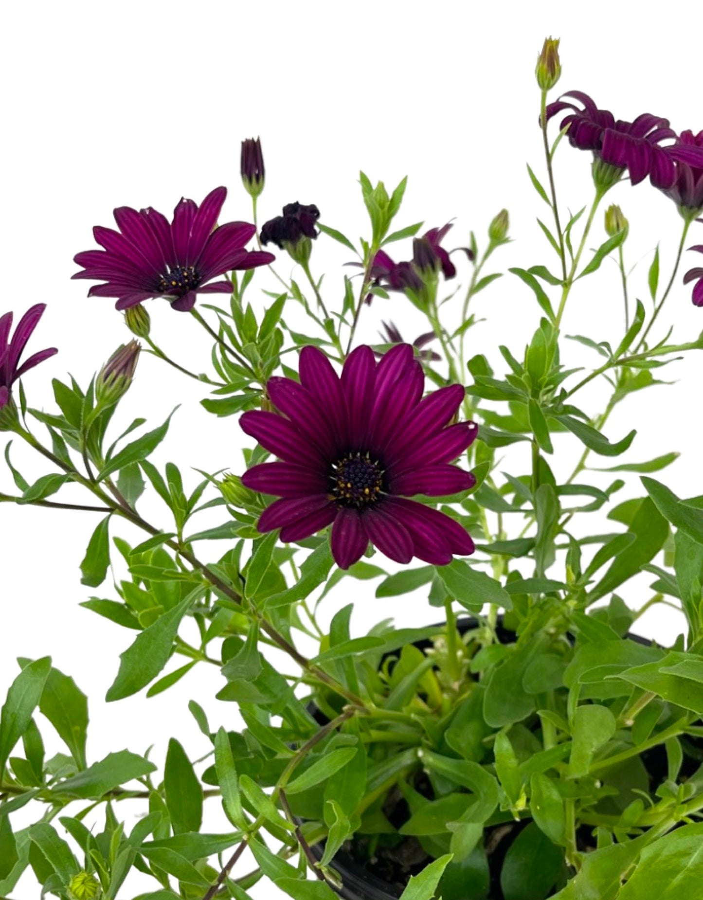 Osteospermum 'FlowerPower Purple/Red' 1 Gallon - The Garden Corner