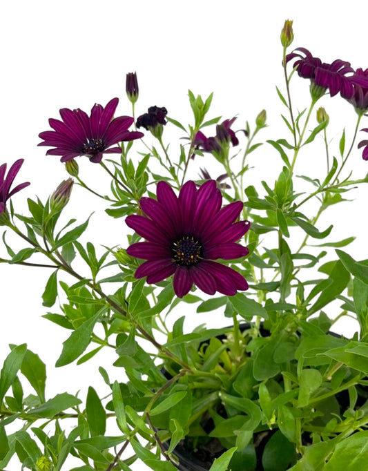 Osteospermum 'FlowerPower Purple/Red' 1 Gallon - The Garden Corner