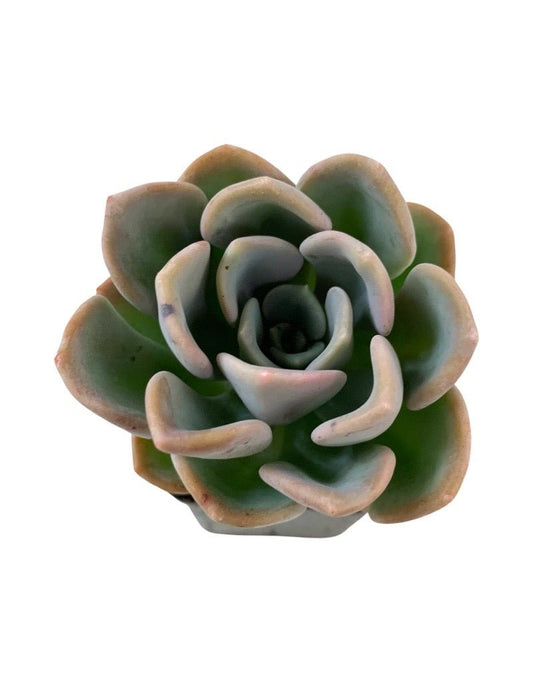 Echeveria elegans 'Rose' - The Garden Corner
