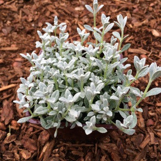 Cerastium t. 'Silver Carpet' 4 inch