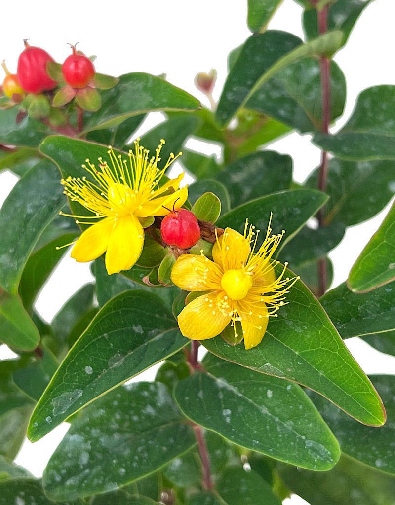 Hypericum 'Magical Triumph' 1 Gallon - The Garden Corner