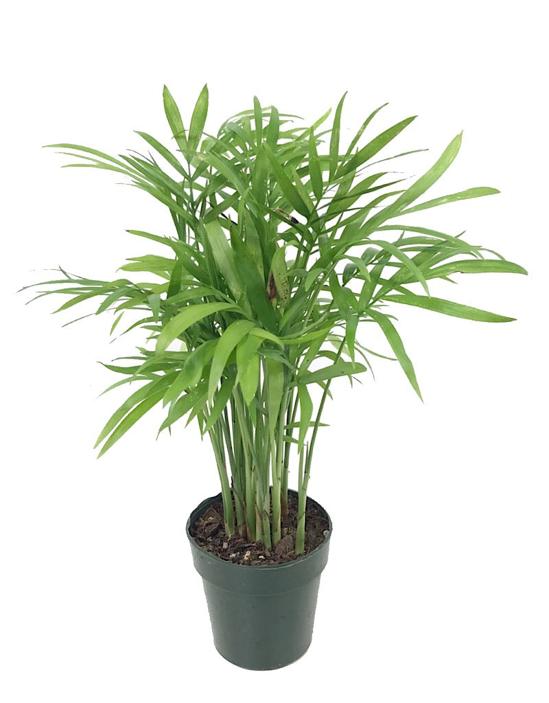 Chamaedorea elegans