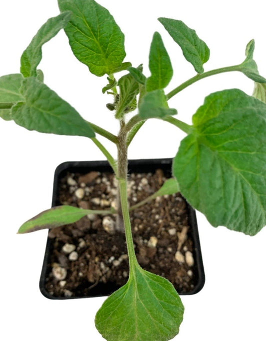 Tomato 'Pruden's Purple' - The Garden Corner