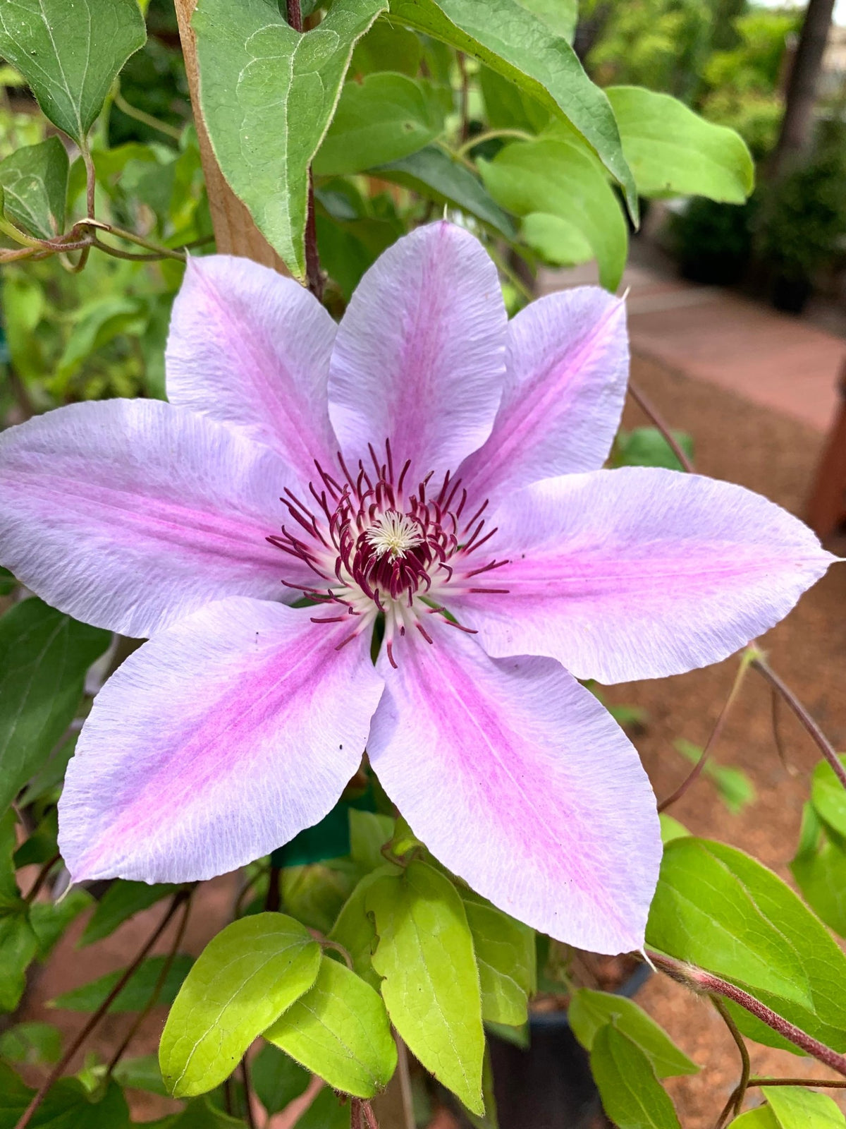 Clematis 'Nelly Moser' - Shrubs